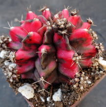 Load image into Gallery viewer, Gymnocalycium 'Red Dragon'
