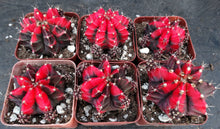 Load image into Gallery viewer, Gymnocalycium 'Shanghai'
