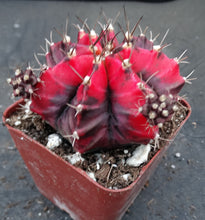 Load image into Gallery viewer, Gymnocalycium 'Shanghai'
