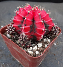 Load image into Gallery viewer, Gymnocalycium 'Shanghai'
