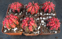 Load image into Gallery viewer, Gymnocalycium 'Sunny Day'
