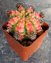 Load image into Gallery viewer, Gymnocalycium 'Sunny Day'
