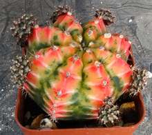 Load image into Gallery viewer, Gymnocalycium 'Sunny Day'
