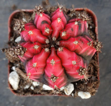 Load image into Gallery viewer, Gymnocalycium 'Sunny Day'
