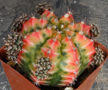 Load image into Gallery viewer, Gymnocalycium 'Sunny Day'
