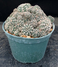 Load image into Gallery viewer, Gymnocalycium bruchii *Big Cluster*
