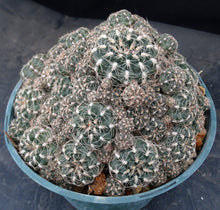 Load image into Gallery viewer, Gymnocalycium bruchii *Big Cluster*

