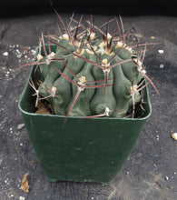 Load image into Gallery viewer, Gymnocalycium schickendantzii
