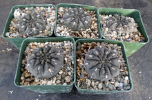 Load image into Gallery viewer, Gymnocalycium dubniorum

