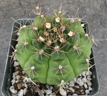 Load image into Gallery viewer, Gymnocalycium anisitsii
