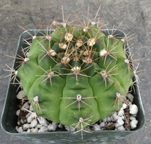 Load image into Gallery viewer, Gymnocalycium anisitsii
