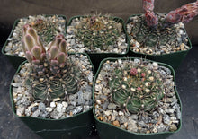 Load image into Gallery viewer, Gymnocalycium erinaceum

