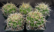 Load image into Gallery viewer, Gymnocalycium monvillei
