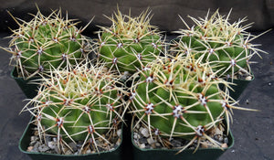 Gymnocalycium monvillei – Kyle's Plants