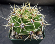 Load image into Gallery viewer, Gymnocalycium monvillei
