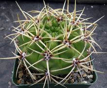 Load image into Gallery viewer, Gymnocalycium monvillei
