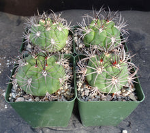 Load image into Gallery viewer, Gymnocalycium pflanzii v. marquezii
