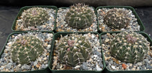 Load image into Gallery viewer, Gymnocalycium triacanthum

