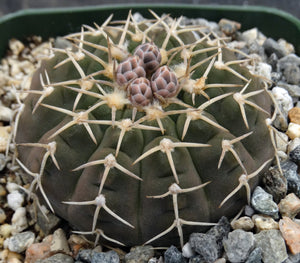 Gymnocalycium triacanthum