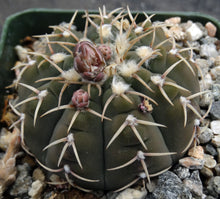 Load image into Gallery viewer, Gymnocalycium triacanthum
