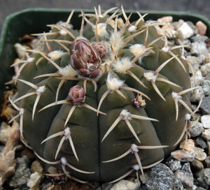 Gymnocalycium triacanthum