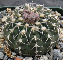 Load image into Gallery viewer, Gymnocalycium triacanthum
