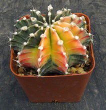 Load image into Gallery viewer, Gymnocalycium Hybrid Orange

