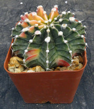 Load image into Gallery viewer, Gymnocalycium Hybrid Orange
