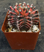 Load image into Gallery viewer, Gymnocalycium Hybrid Red
