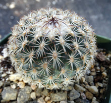 Load image into Gallery viewer, Gymnocactus ysabelae
