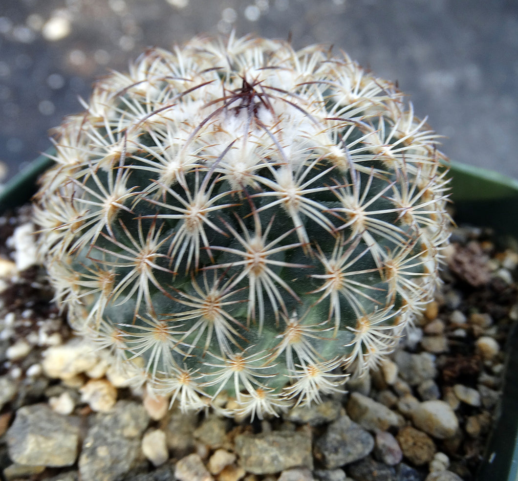 Gymnocactus ysabelae