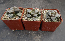 Load image into Gallery viewer, Haworthia 'Aires'
