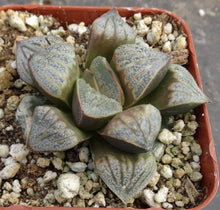 Load image into Gallery viewer, Haworthia 'Aires'
