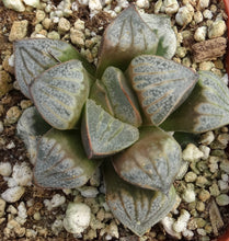 Load image into Gallery viewer, Haworthia 'Aires'
