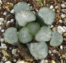 Load image into Gallery viewer, Haworthia maughanii 'Amaterasu'
