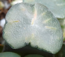 Load image into Gallery viewer, Haworthia maughanii 'Amaterasu'

