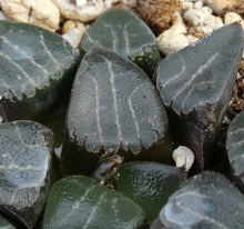 Load image into Gallery viewer, Haworthia elegans
