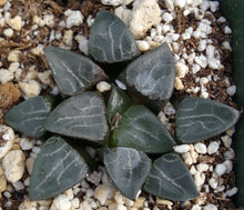 Load image into Gallery viewer, Haworthia elegans
