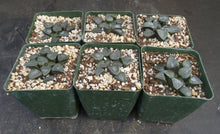 Load image into Gallery viewer, Haworthia elegans
