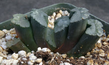 Load image into Gallery viewer, Haworthia truncata 'Fuku'
