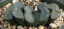 Load image into Gallery viewer, Haworthia truncata 'Fuku'
