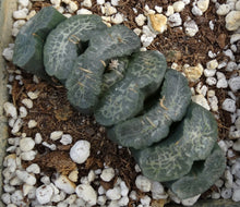 Load image into Gallery viewer, Haworthia truncata 'Great Permissions'
