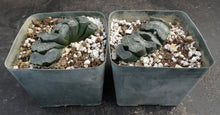 Load image into Gallery viewer, Haworthia truncata 'Great Permissions'

