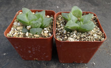 Load image into Gallery viewer, Haworthia 'Ice City'
