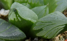 Load image into Gallery viewer, Haworthia 'Ice City'
