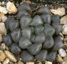 Load image into Gallery viewer, Haworthia 'Ice Lamp'
