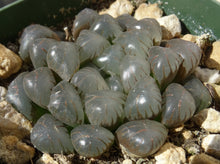 Load image into Gallery viewer, Haworthia 'Ice Lamp'
