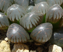 Load image into Gallery viewer, Haworthia 'Ice Lamp'
