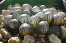 Load image into Gallery viewer, Haworthia 'Ice Lamp'
