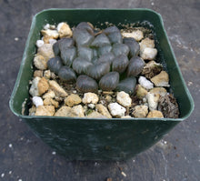 Load image into Gallery viewer, Haworthia 'Ice Lamp'

